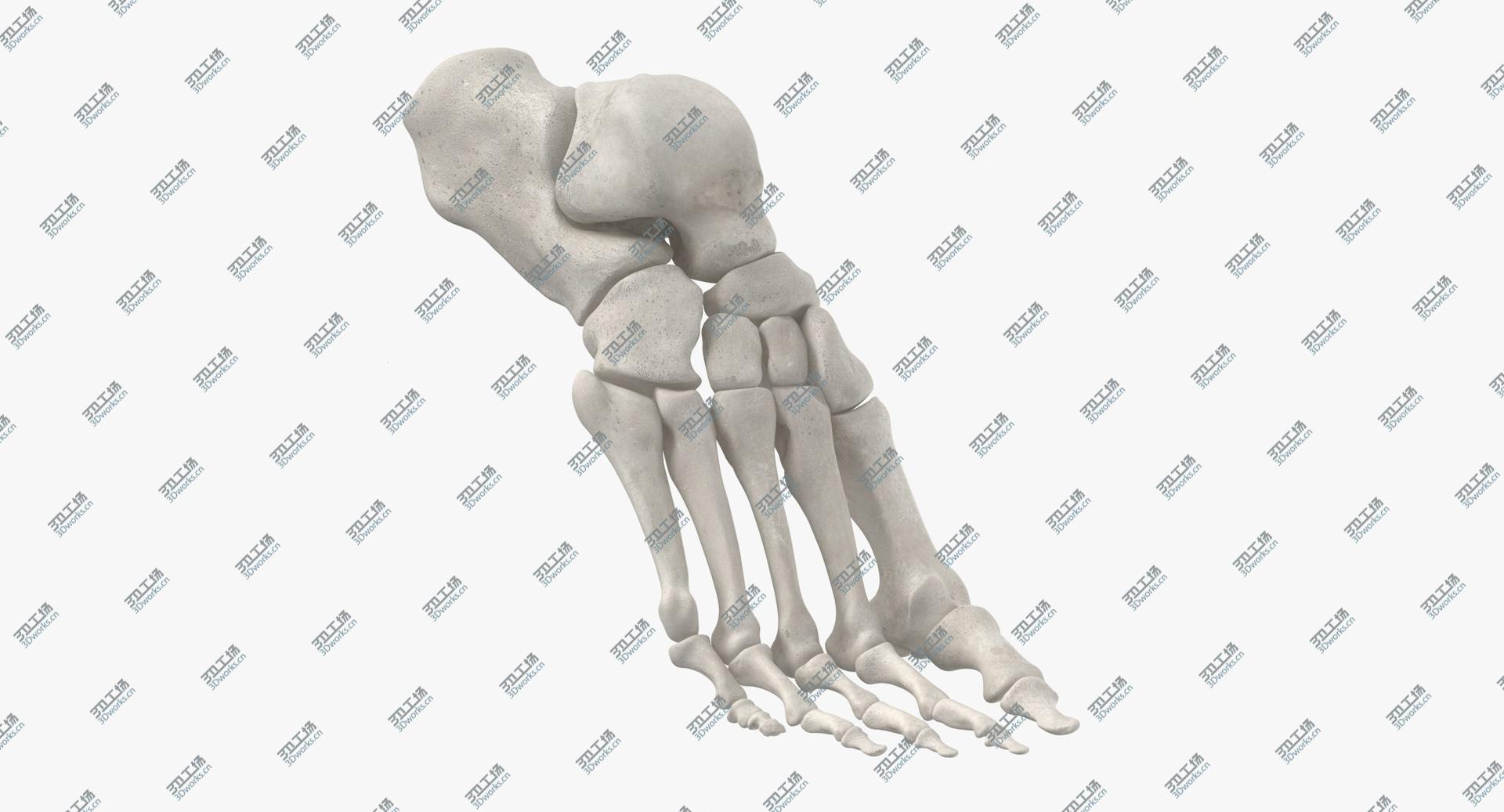 images/goods_img/202104091/3D model Real Human Foot Bones Anatomy Bent Pose 01 White/2.jpg